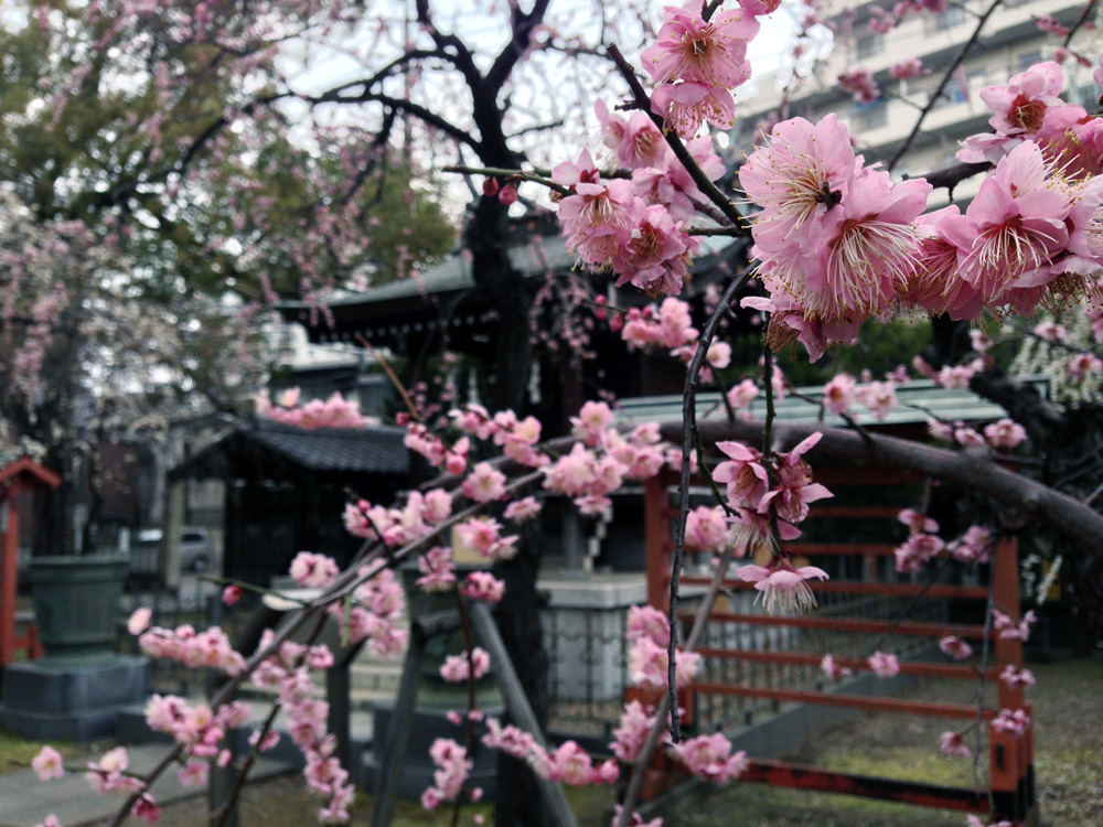 3月15日(日)のビジター受付を開始いたしました。