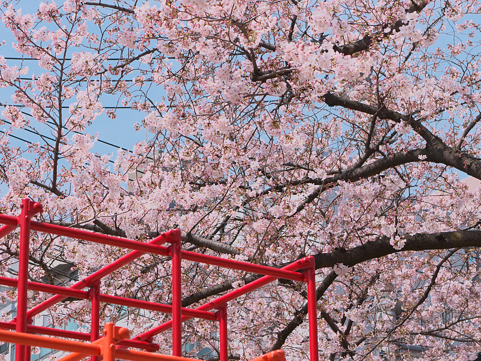 桜も咲き始めてはいますが、先週に続き寒い寒いバドミントン。。